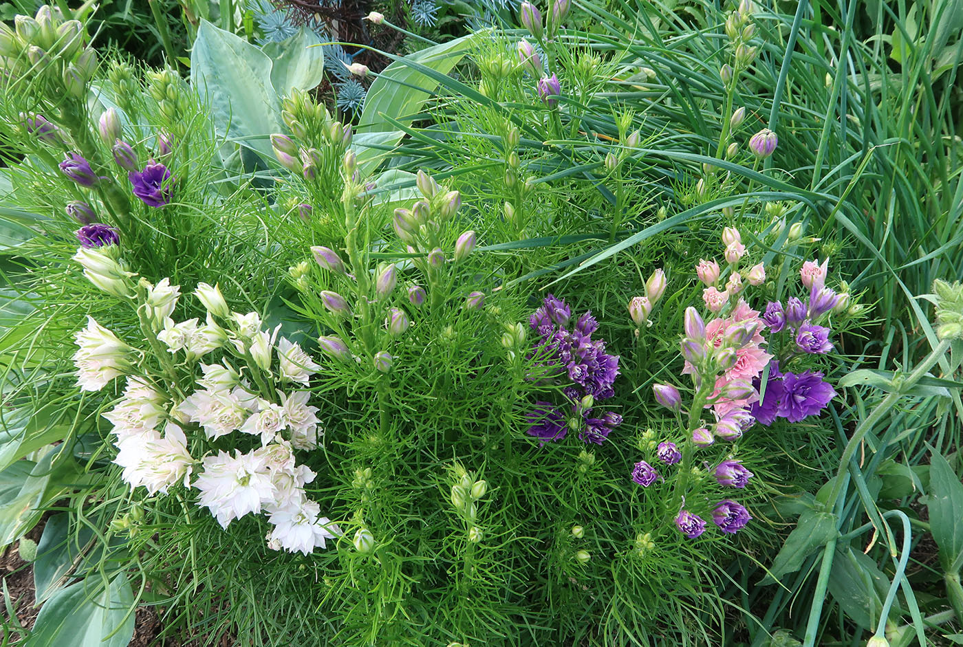 Image of Delphinium ajacis specimen.