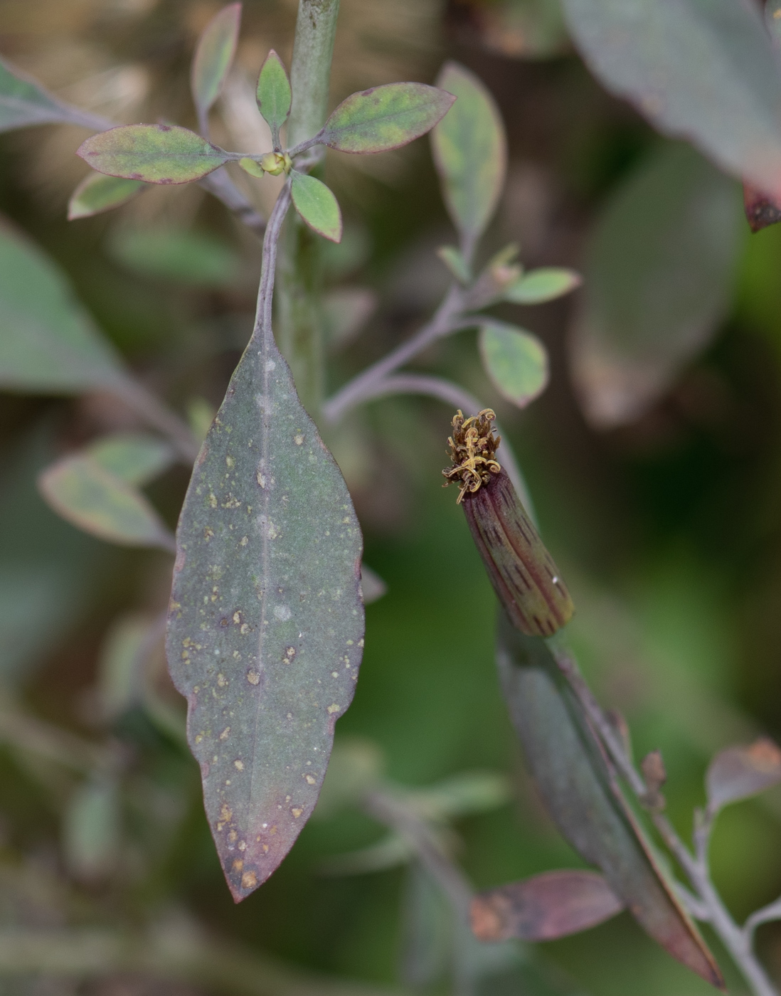 Image of Porophyllum ruderale specimen.