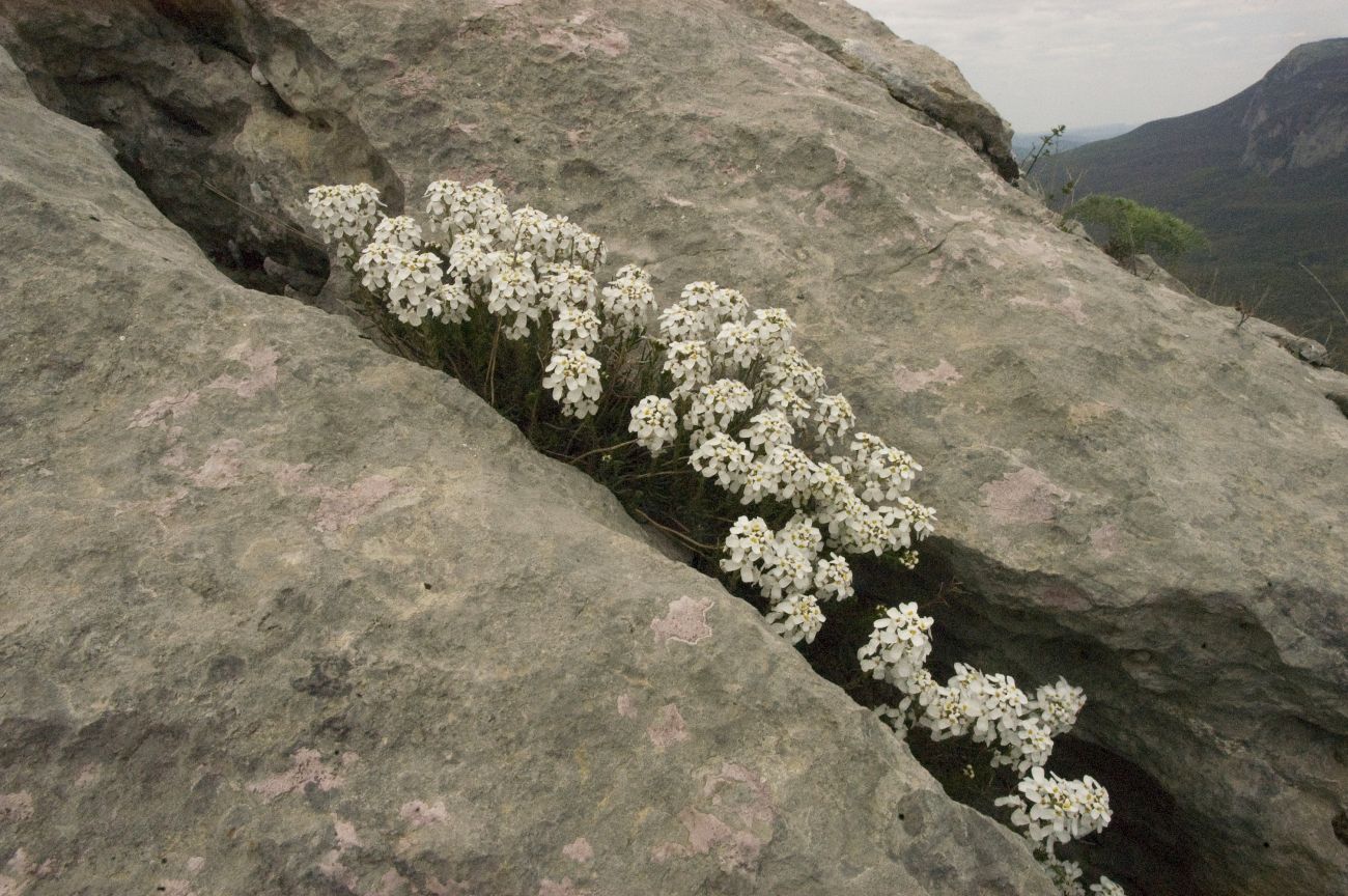 Image of Iberis saxatilis specimen.