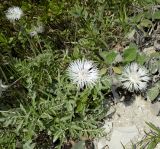 Psephellus variety albus