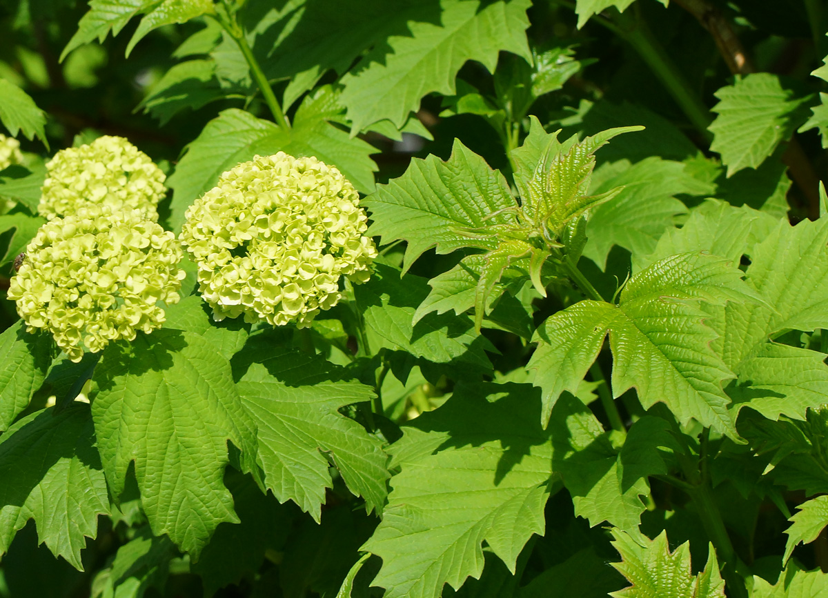 Изображение особи Viburnum opulus f. roseum.