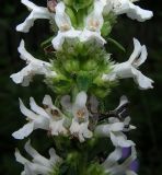 Betonica officinalis