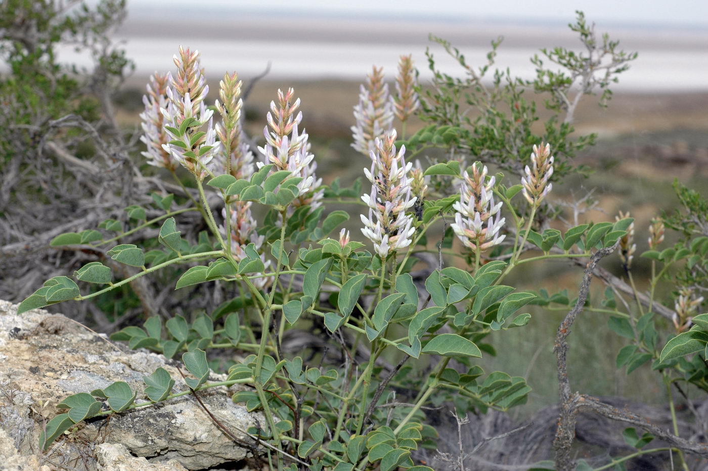 Изображение особи Glycyrrhiza aspera.