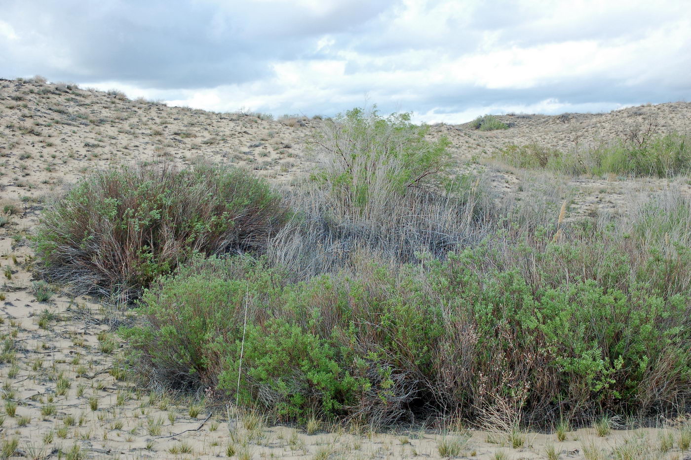 Image of Salix vinogradovii specimen.