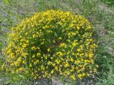 Lotus corniculatus