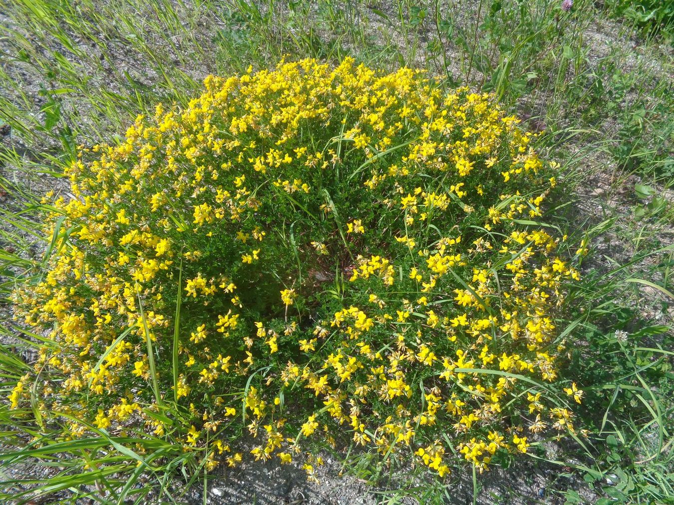 Изображение особи Lotus corniculatus.