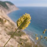 Agropyron pinifolium