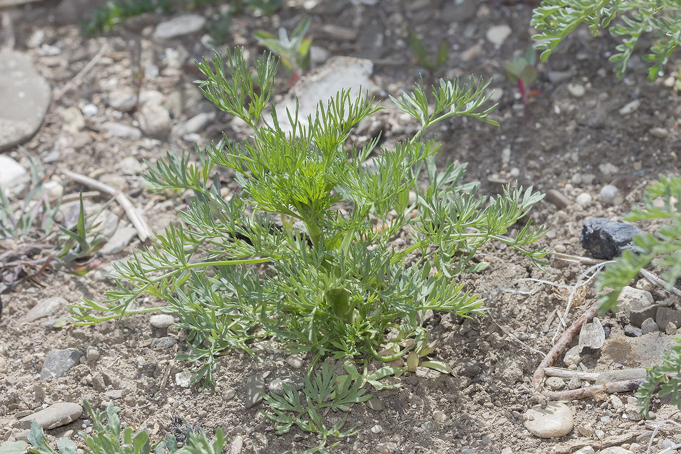 Изображение особи Delphinium hispanicum.