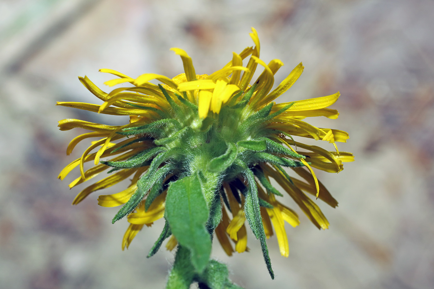 Изображение особи Inula britannica.