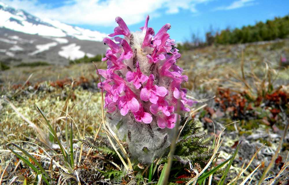 Image of Pedicularis pallasii specimen.