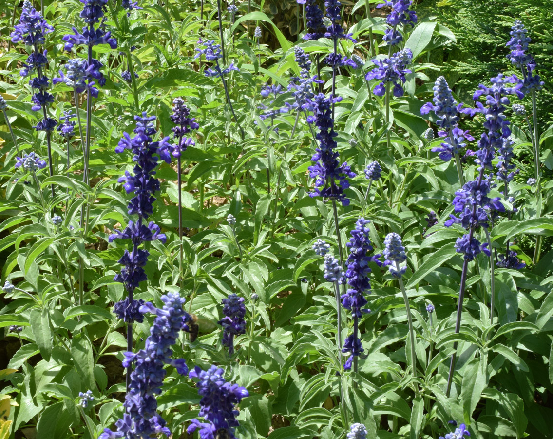 Изображение особи Salvia farinacea.