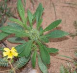 Hirpicium gazanioides. Верхушка побега с бутонизирующим соцветием; слева - Tribulus zeyheri. Намибия, регион Khoma, ок. 40 км западнее г. Виндхук, \"Eagle Rock Guest Farm\"; плато Khomas, ок. 1900 м н. у. м., саванновое редколесье. 27.02.2020.