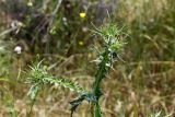 Scolymus maculatus. Верхушка веточки с развивающимися соцветиями. Израиль, лес Бен-Шемен. 20.04.2019.