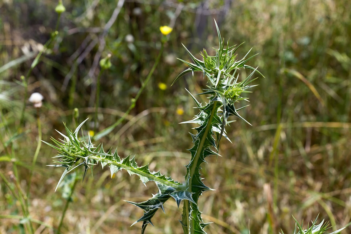 Image of Scolymus maculatus specimen.
