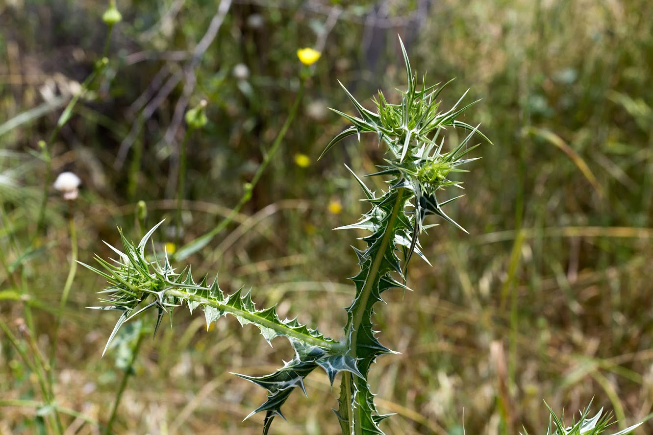 Изображение особи Scolymus maculatus.