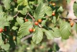 Frangula rupestris