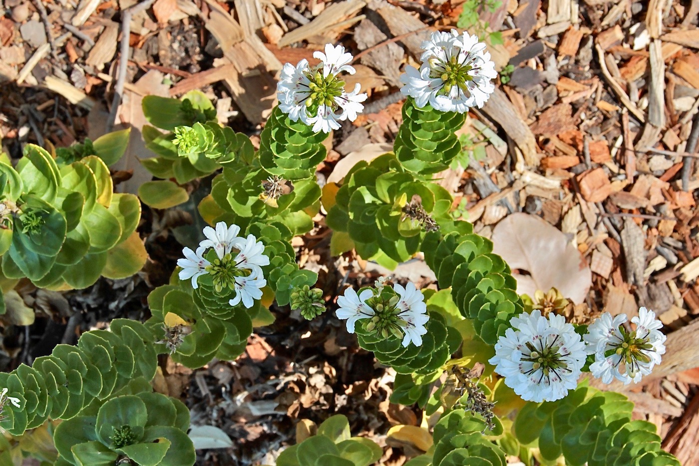 Изображение особи Goodenia decursiva.