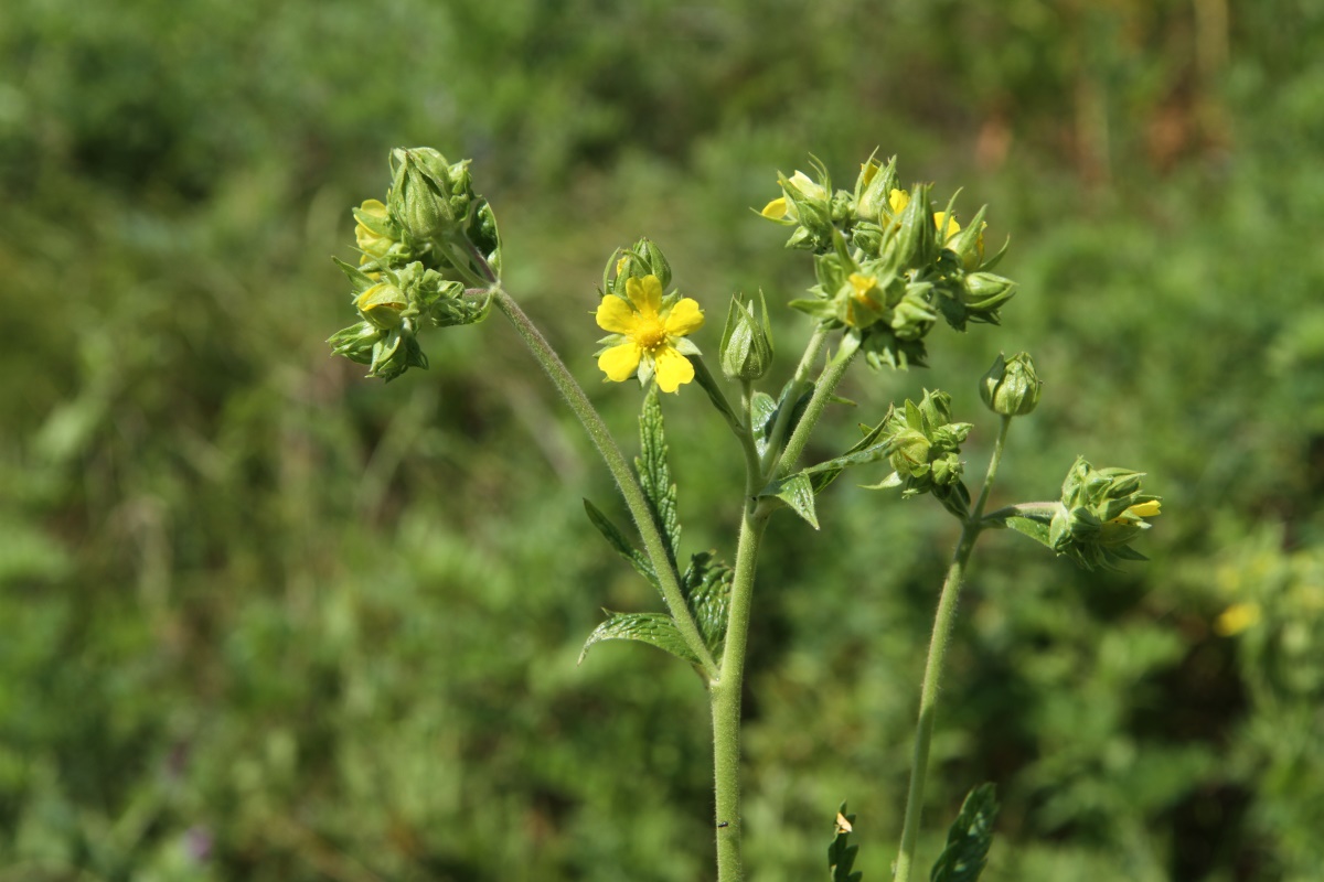 Изображение особи Potentilla longifolia.