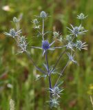 Eryngium planum