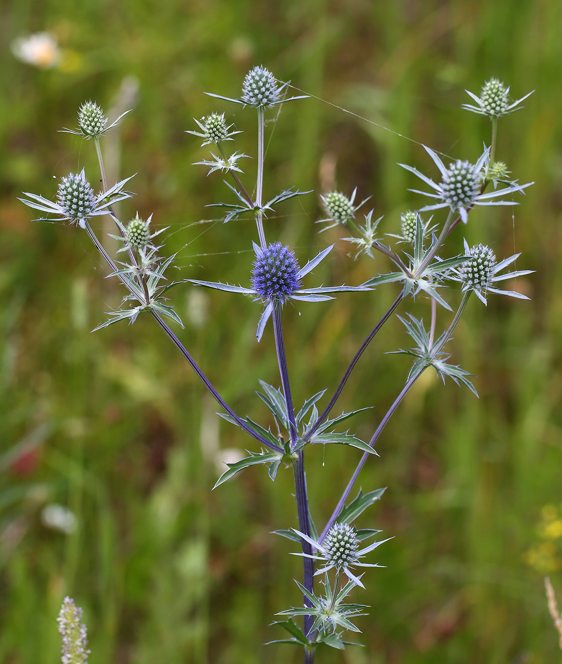 Image of Eryngium planum specimen.