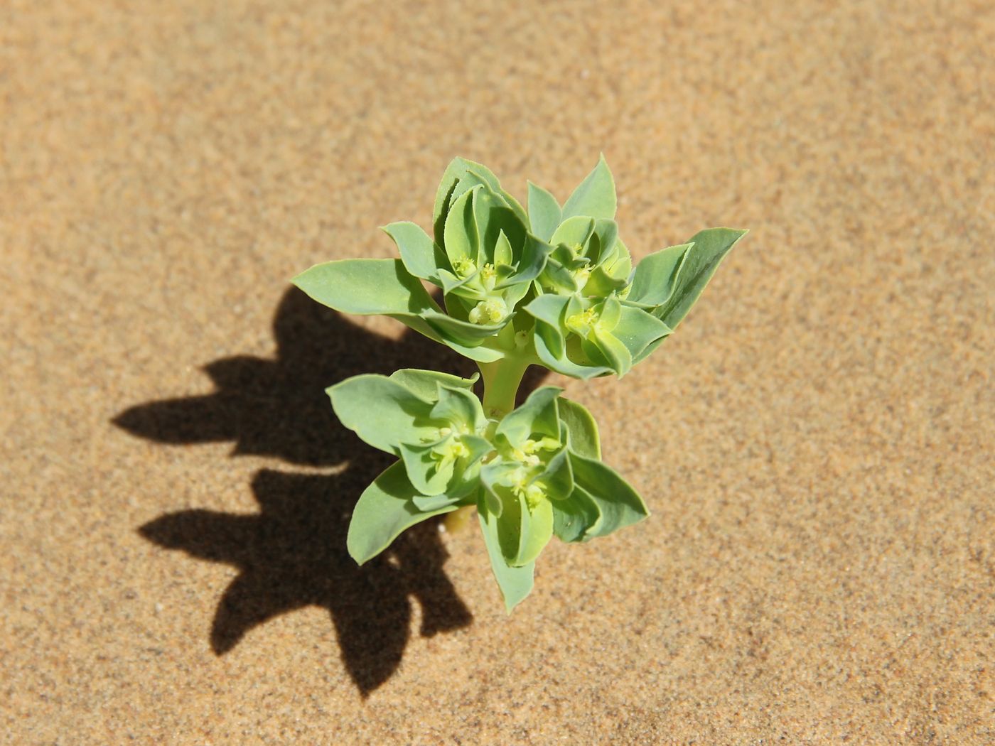 Изображение особи Euphorbia turczaninowii.
