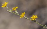 Chondrilla juncea. Верхушка растения с соцветиями. Краснодарский край, ГО Анапа, окр. с. Витязево, перешеек между морем и Витязевским лиманом, степь на дюнах. 05.08.2020.