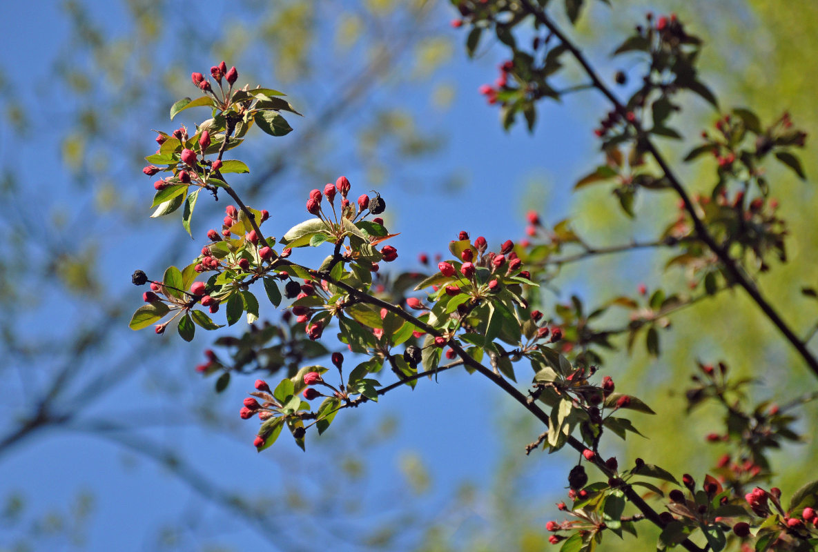 Изображение особи Malus &times; purpurea.