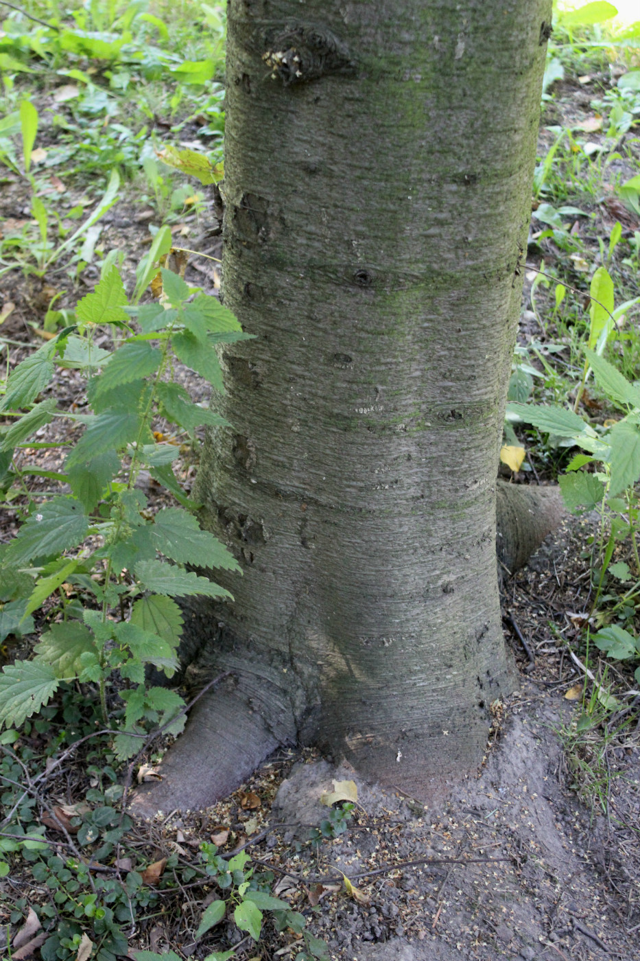 Изображение особи Abies sachalinensis.