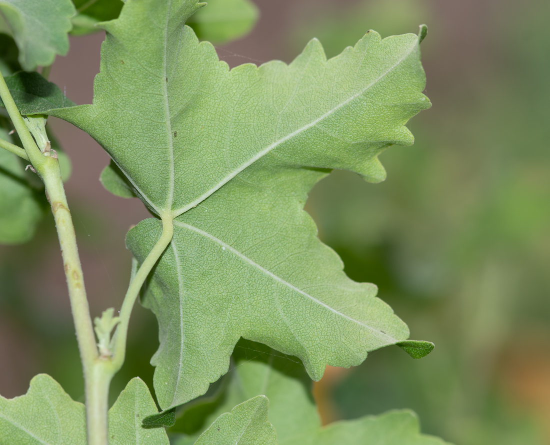 Image of Malva acerifolia specimen.