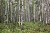 Betula pendula