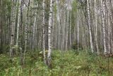 Betula pendula. Вегетирующие растения. Костромская обл., Кологривский р-н, окр. деревни Козлово, молодой лес на месте бывшего поля. 28 августа 2020 г.