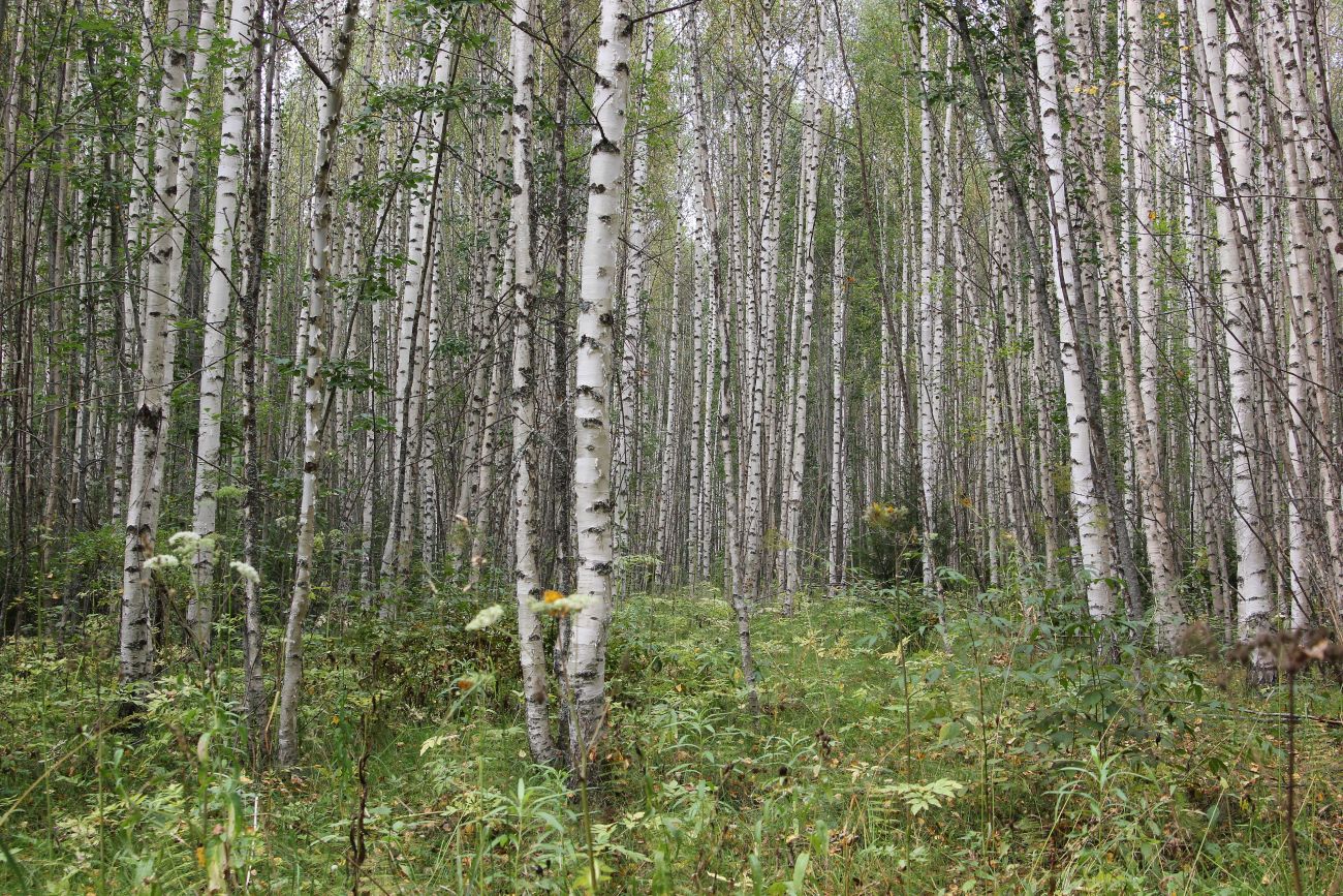 Изображение особи Betula pendula.