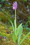 Orchis militaris. Цветущее растение (высота - 28 см, длина соцветия - 6 см). Чувашская респ., Мариинско-Посадский р-н, окр. дер. Демешкино, правый берег р. Волга, мшистый карбонатный склон С экспозиции. 10 июня 2020 г.