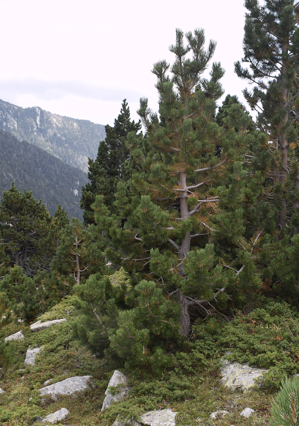 Изображение особи Pinus uncinata.