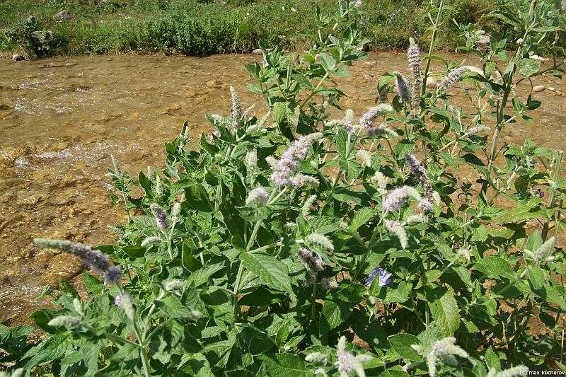 Image of Mentha longifolia specimen.