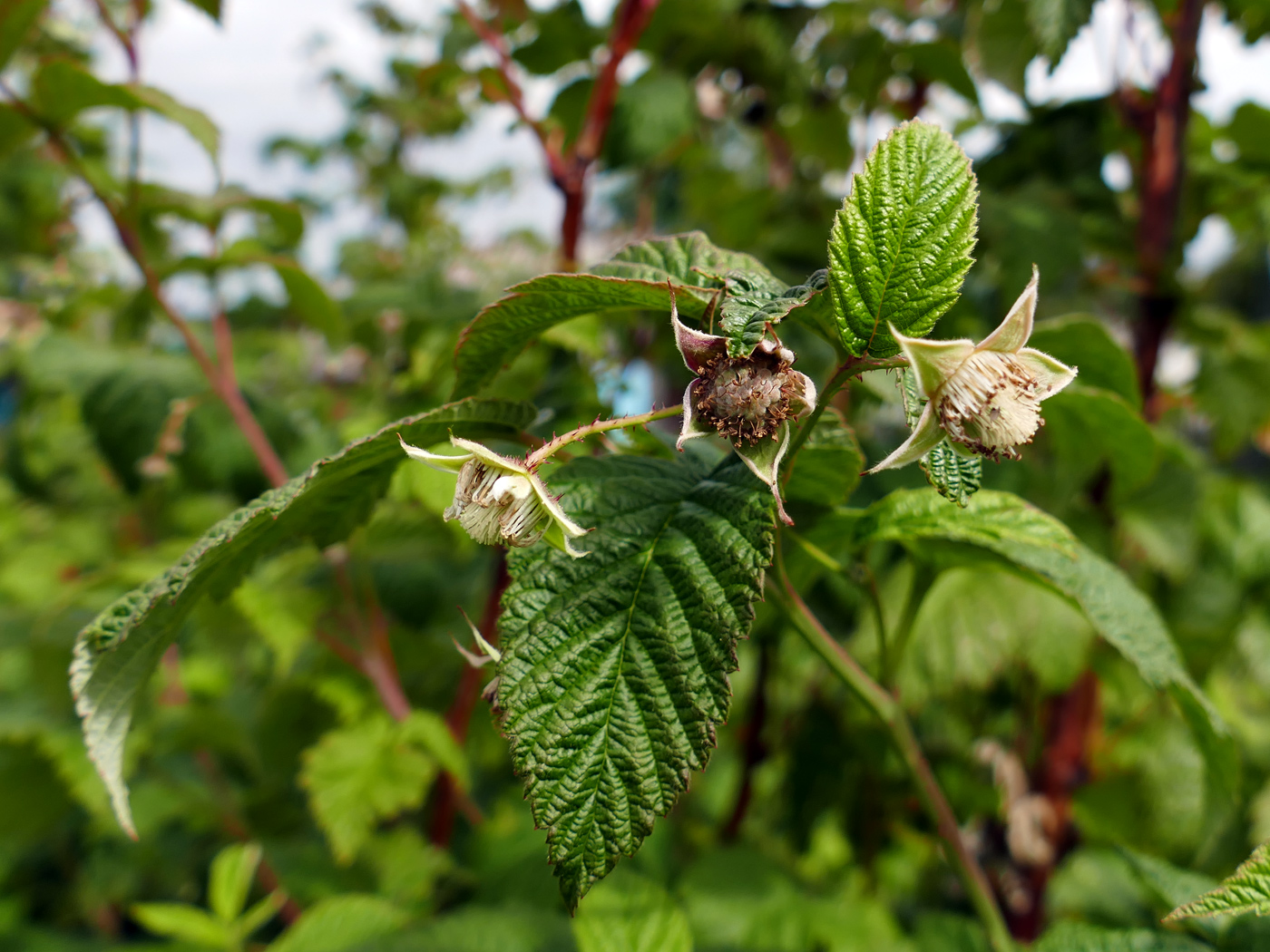 Изображение особи Rubus sibiricus.