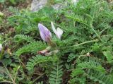 Astragalus captiosus