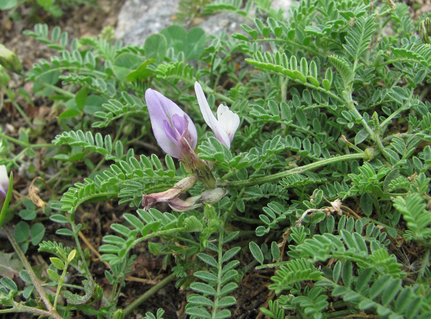 Изображение особи Astragalus captiosus.