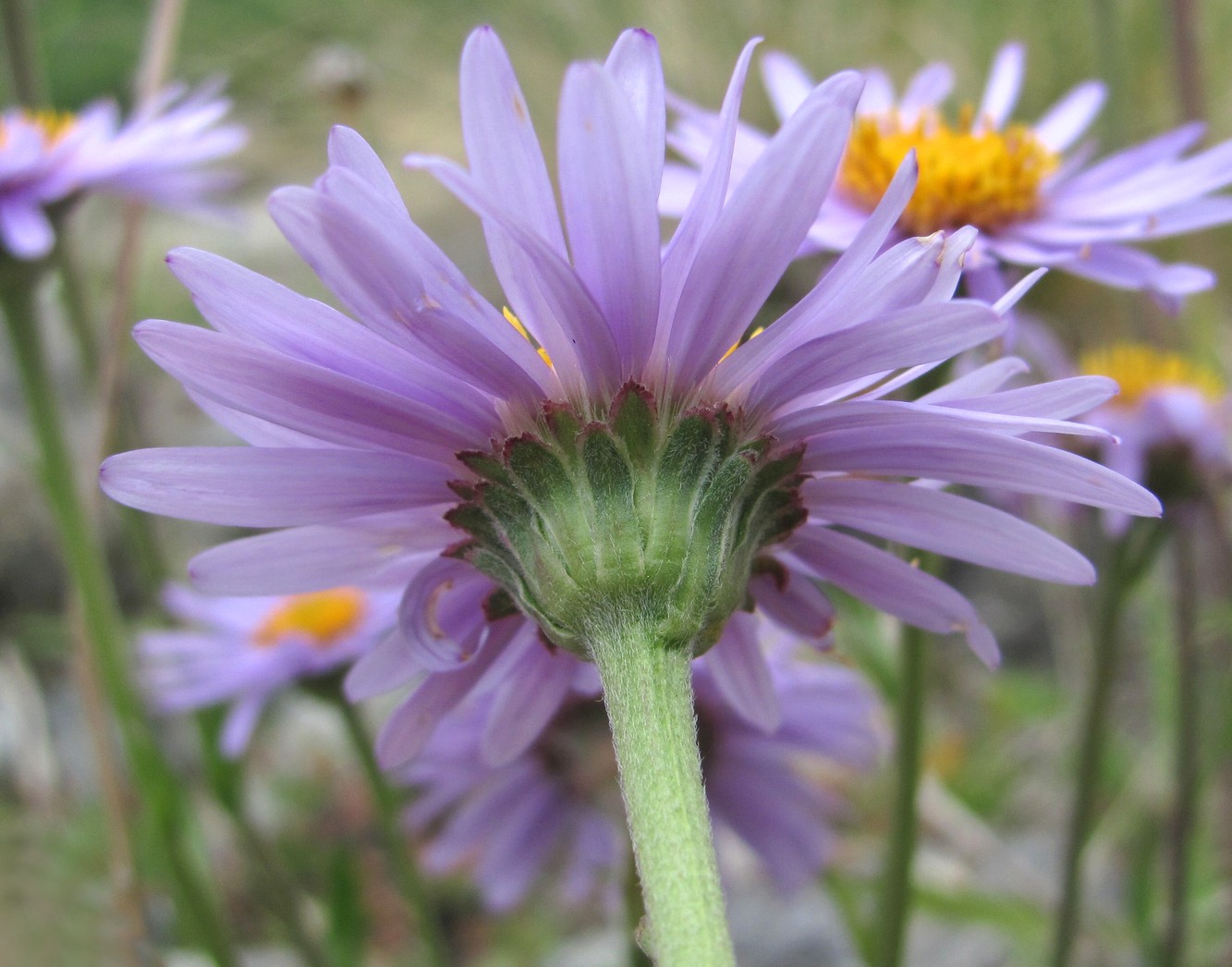 Изображение особи Aster alpinus.