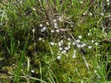 Stellaria graminea