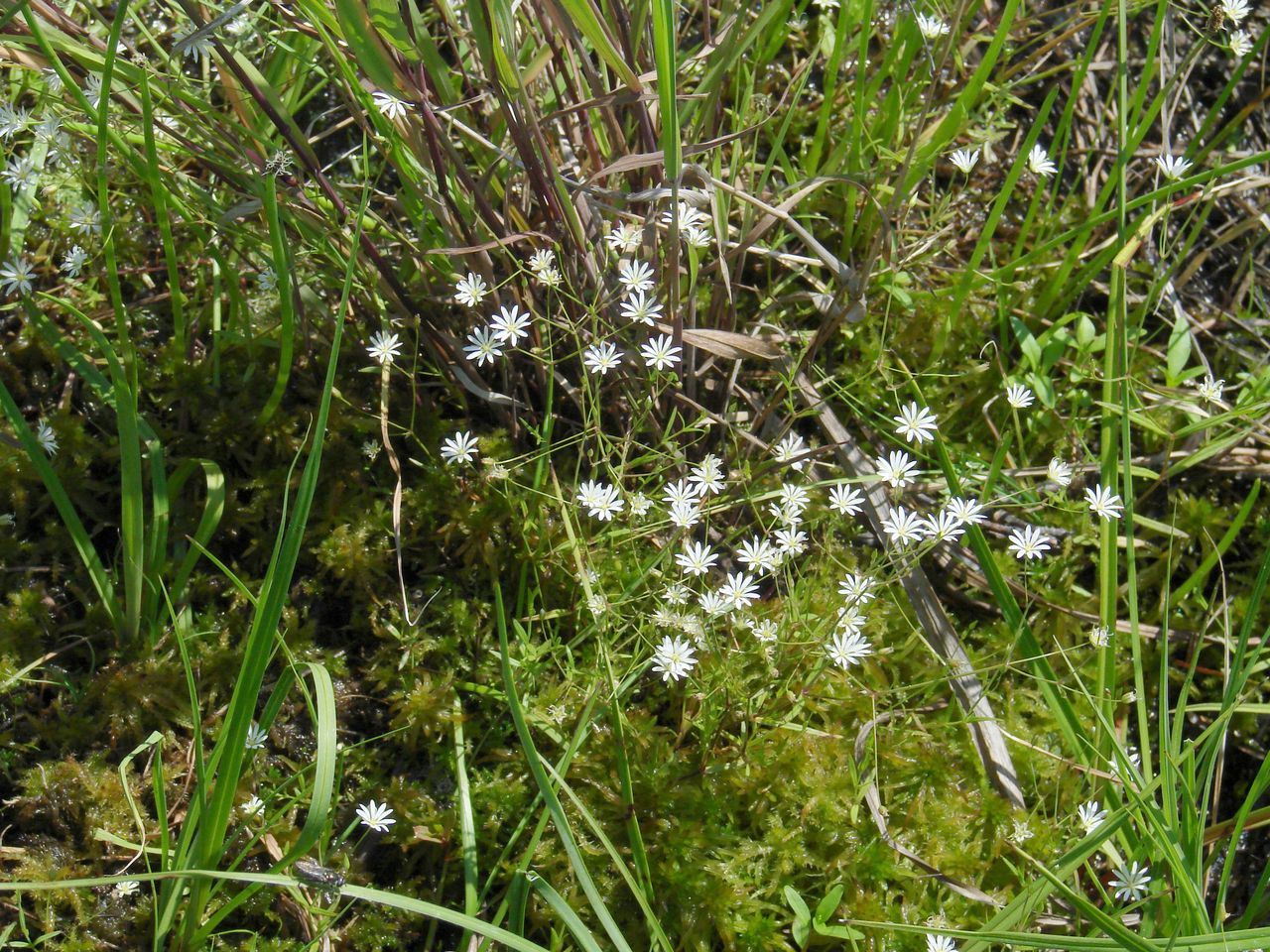 Изображение особи Stellaria graminea.