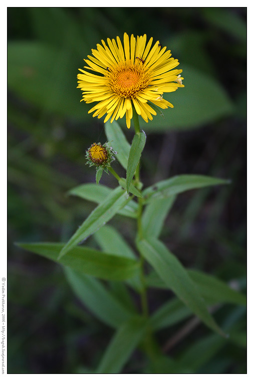 Image of Inula salicina specimen.