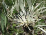 Centaurea cheiranthifolia. Соцветие. Кабардино-Балкария, Эльбрусский р-н, долина р. Ирикчат, ок. 2650 м н.у.м., субальпийский луг. 07.07.2020.