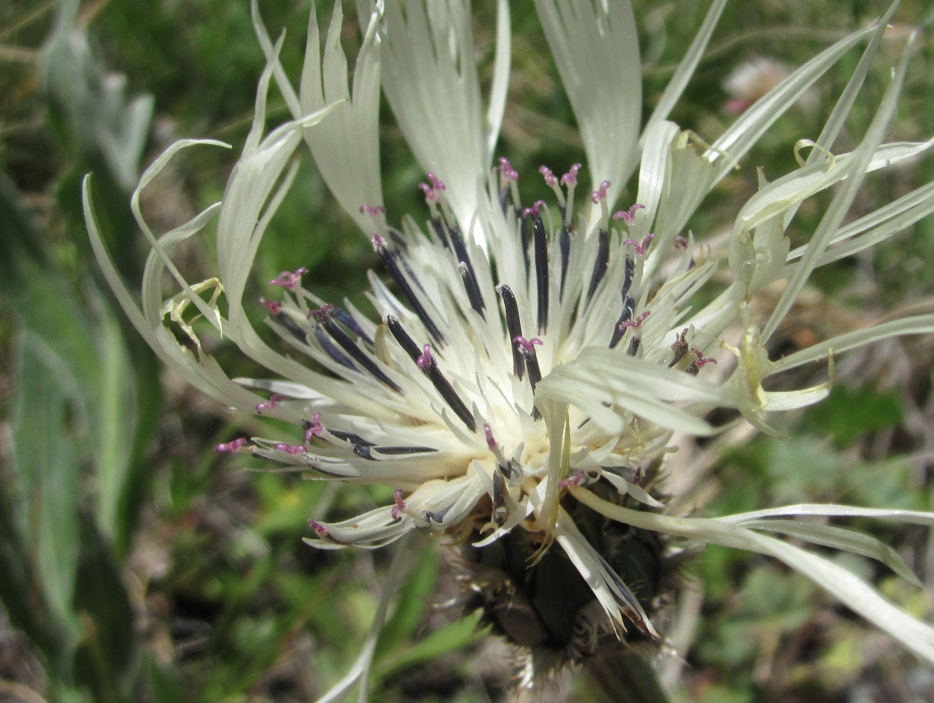 Image of Centaurea cheiranthifolia specimen.