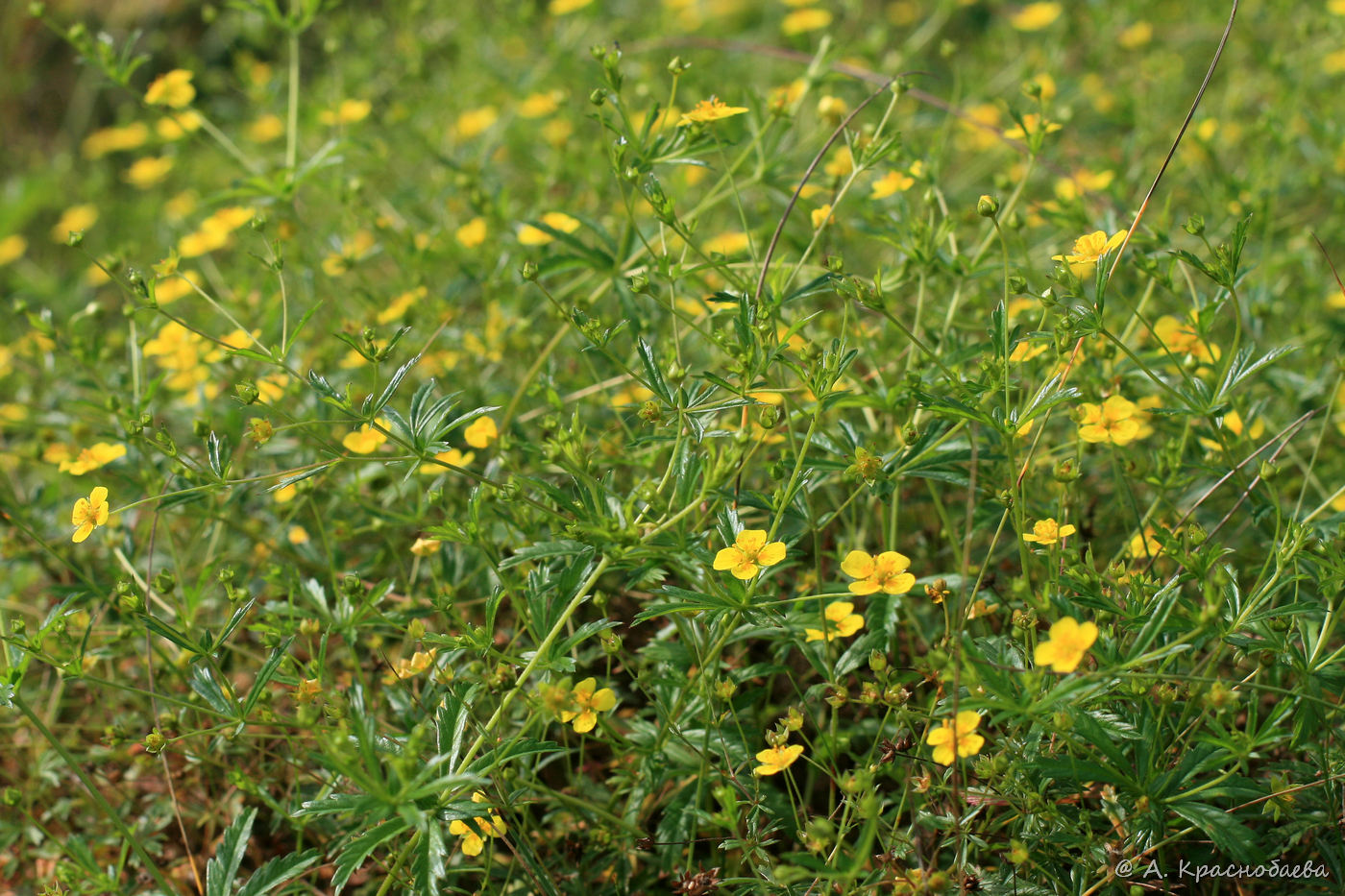 Image of Potentilla erecta specimen.