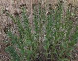 Inula aspera