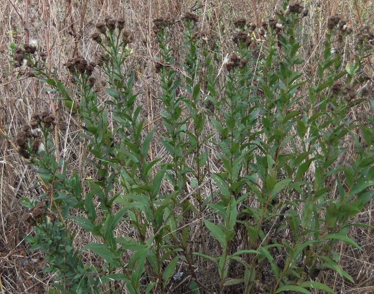 Image of Inula aspera specimen.