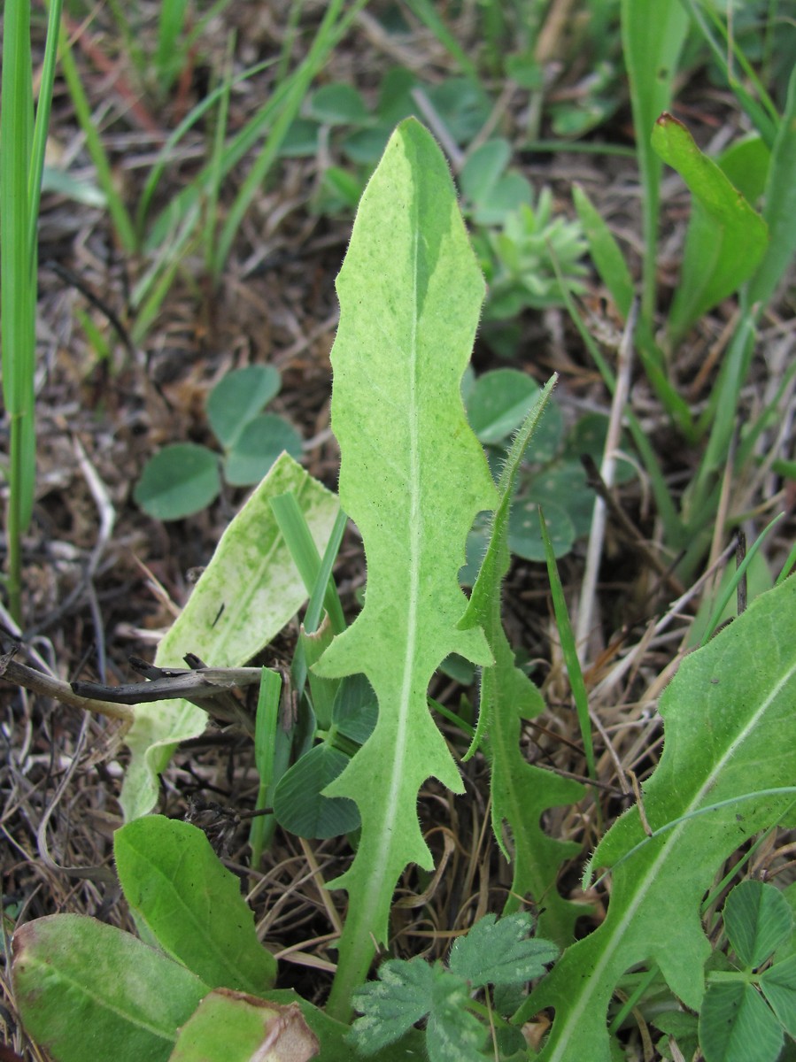 Изображение особи Taraxacum officinale.