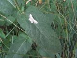 Salvia tesquicola