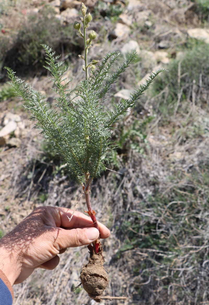 Image of Biebersteinia multifida specimen.